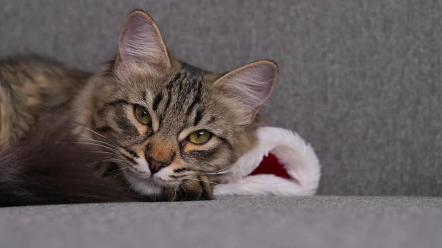 Tabby cat in santa claus clothes lies on a sofa