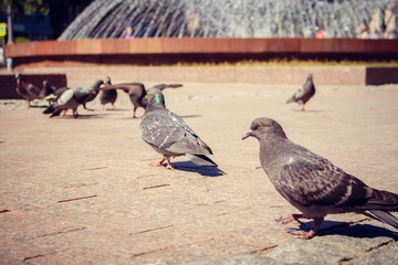 Pigeons in front of Fantan on the square in the summer afternoon.