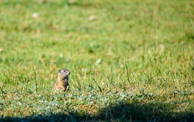 Ground Squirrel Eating Grass