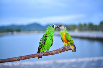 Two beautiful green parrot on branch