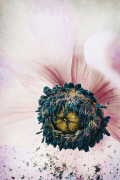 Blue and yellow pistils, filaments and stamen inside pale pink Anemone