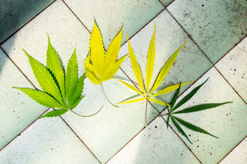 Four Cannabis Leaves On the Ground.