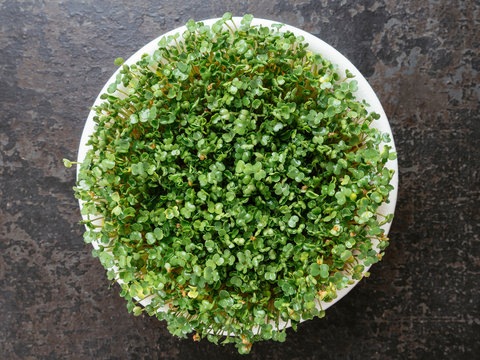 Fresh arugula sprouts