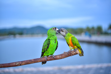 Two beautiful green parrot on branch