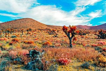 Colorful desert with Joshua trees and mountains under a blue sky with white clouds.