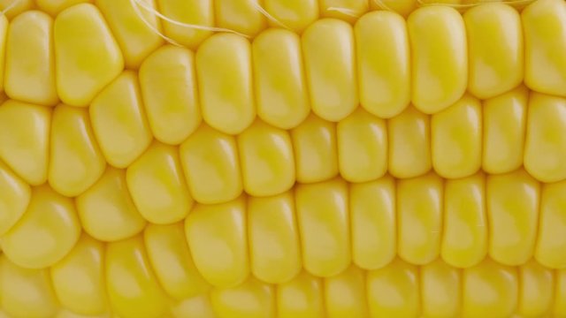 Ripe sweet corn on the cob on a green background. Macro shot of corn cob grain. Summer healthy vegetables.