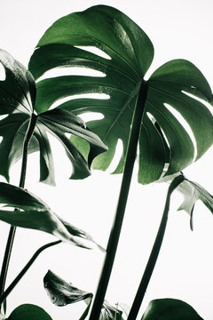 Monstera deliciosa.
