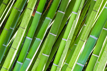Field of green bamboo canes