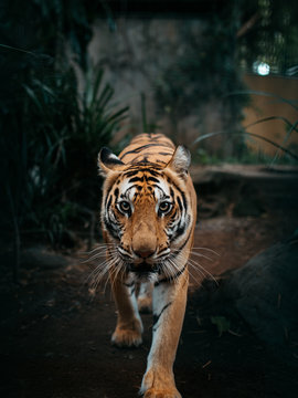 Bali Tiger