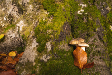 Autumn mushrooms growing from a tree in the colorful forest