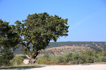 Zypern-Zeder (Cedrus libani var. brevifolia) am Golden Beach