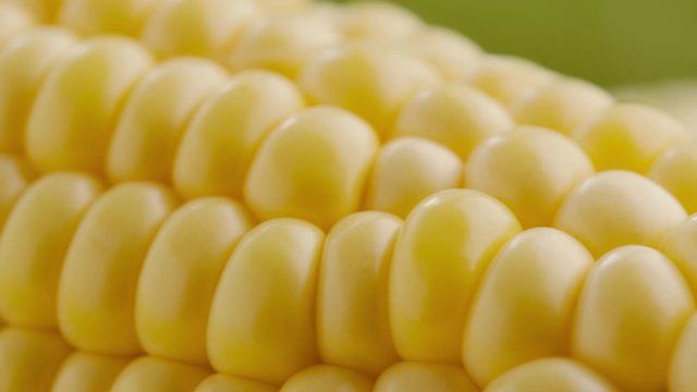 Ripe sweet corn on the cob on a green background. Macro shot of corn cob grain. Summer healthy vegetables.