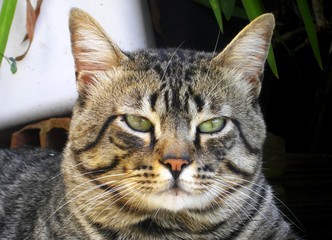 cat, animal,  pet, cute, beautiful, feline, eyes,  domestic, animals