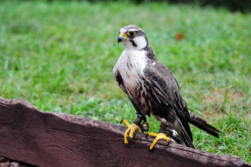 Portrait Falco Peregrinus Wanderfalke
