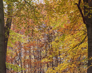 beautiful autumn trees fall landscapes 