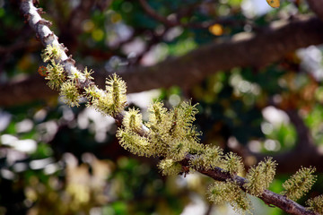 männliche Blütenstände des Johannisbrotbaum (Ceratonia siliqua)