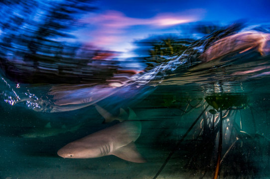 Mangrove Habitat for Lemon Sharks