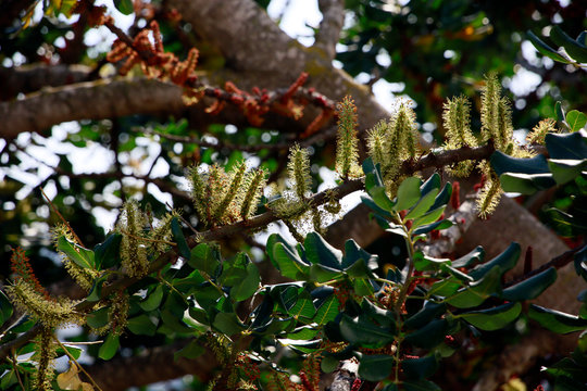 männliche Blütenstände des Johannisbrotbaum (Ceratonia siliqua)