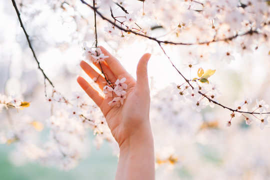 Hands reaching to white blossoms tree