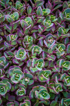 stonecrop