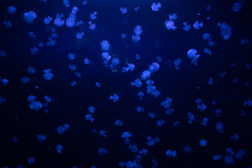 Jelly fish in aquarium