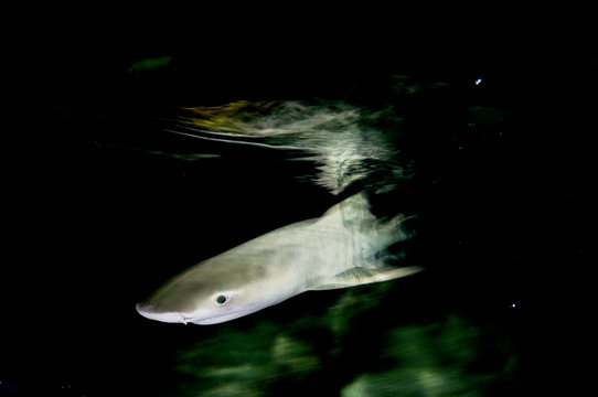 Disappearing Shark