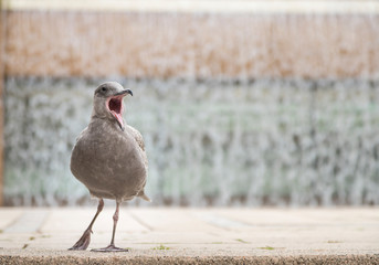 Una gaviota con el pico abierto en un parque de Vacouver