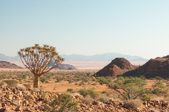 Quiver Tree In A Desert Landscape