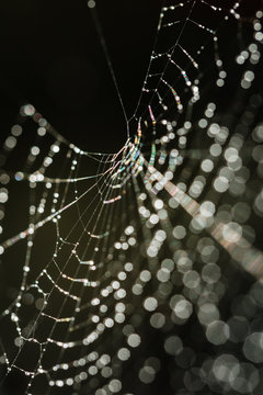 Rainbow Spider Web