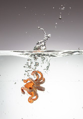 View of a toy octopus that has just fallen into the water