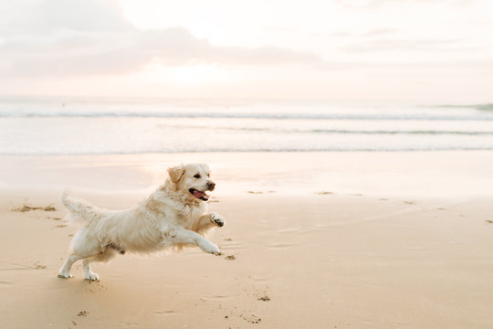 Dog running on sand