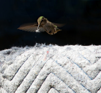 Hummingbird getting fiber from an old blanket for a nest