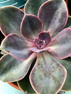 Single Succulent Plant in Terracotta Container