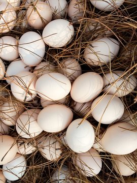 Eggs from above.