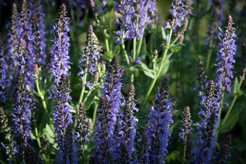 bunch of lavender flowers