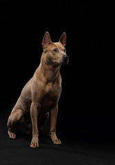 Thai ridgeback dog on a black background. Portrait of a dog in the studio