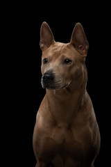 Thai ridgeback dog on a black background. Portrait of a dog in the studio