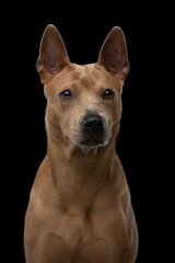 Thai ridgeback dog on a black background. Portrait of a dog in the studio