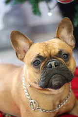 Happy French Bulldog in a red blanket