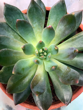 Single Succulent Plant in Terracotta Container