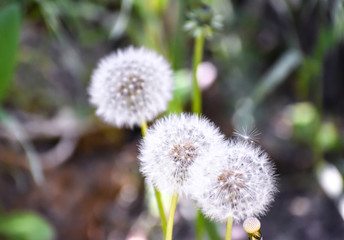 Three white dandelions