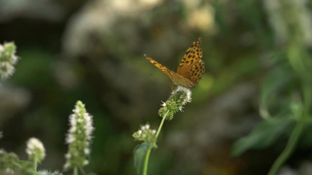 Yellow butterfly with black spots sitting on flower then flies away, slow motion.