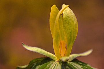 Yellow Trillium Wildflower