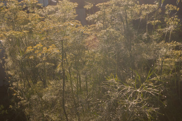 flower of Dill with dew drops, early morning in garden