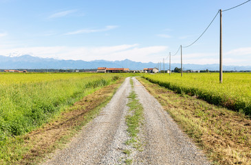 Fototapeta na wymiar Strada Pragilardo gravel road through rice fields next to Santhia city, province of Vercelli, Italy