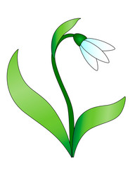 Snowdrop. Snowdrop flower with leaves and stalk. White forest primrose. First spring flower - vector full color picture