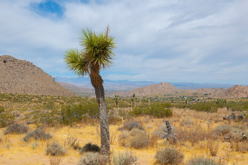 Joshua Trees in Joshua Tree National Park near Yucca Valley, California CA, USA.