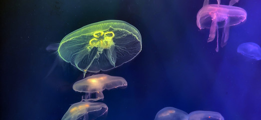 Bright jellyfish closeup in the sea