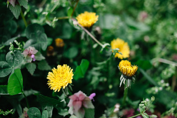 Yellow dandelion flowers in a meadow closeup