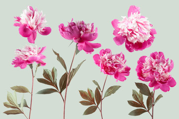 Adorable springtime blossom with peony, can be used as background, wallpaper